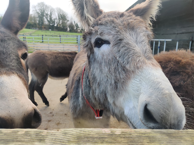 Donkey Sanctuary, Knockardbane, Mallow, Co Cork_master.png